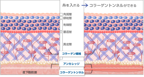 コラーゲン生成＋肌再生により”持続する”エイジングケア効果