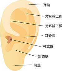 耳の名称