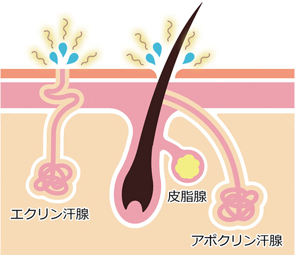 わきが発症の仕組み